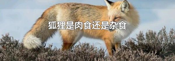 狐狸是肉食还是杂食