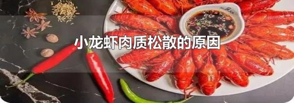 小龙虾肉质松散的原因