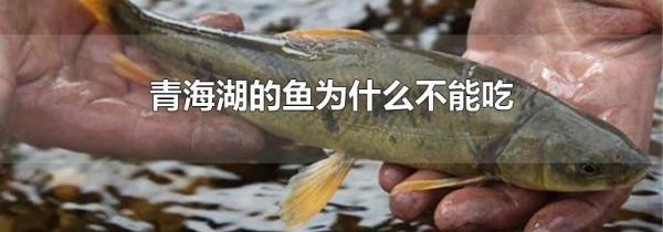 青海湖的鱼为什么不能吃