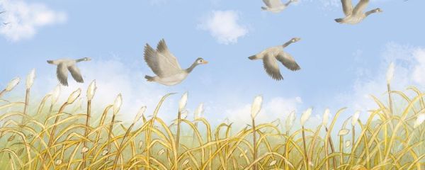 寒露是几月几日 寒露气候特点