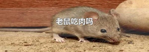 老鼠吃肉吗