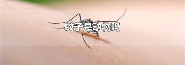 蚊子是动物吗