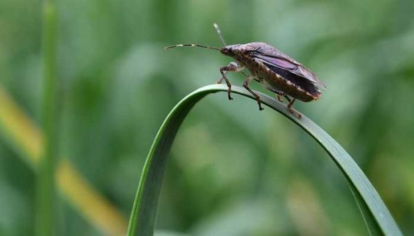 臭屁虫臭味多久能散去，臭屁虫臭味需要多久才能散去