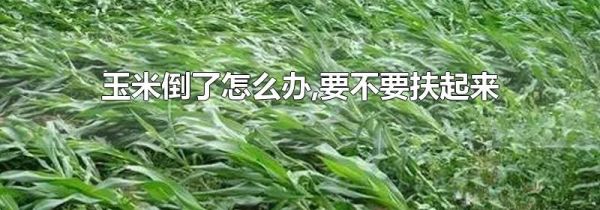 玉米倒了怎么办,要不要扶起来
