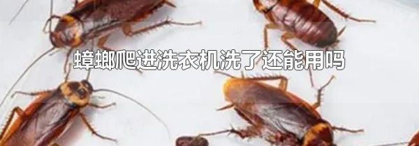蟑螂爬进洗衣机洗了还能用吗