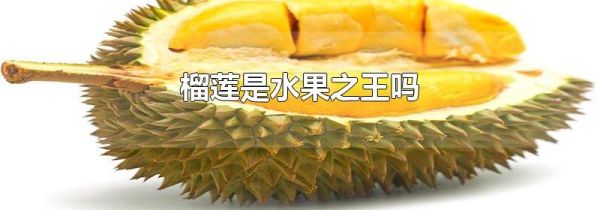 榴莲是水果之王吗
