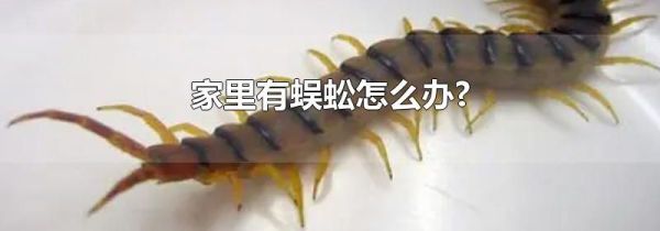 家里有蜈蚣怎么办?