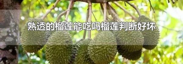 熟透的榴莲能吃吗榴莲判断好坏