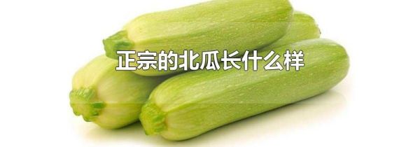 正宗的北瓜长什么样