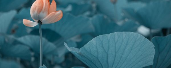 荷花是哪个城市的市花 荷花是哪个城市的市花