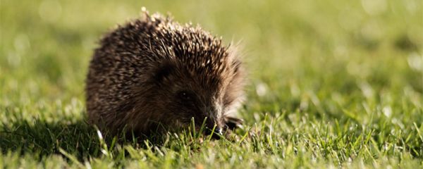 猯是什么动物 狗獾和猪獾有什么区别