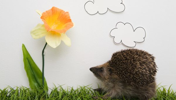 猯是什么动物 狗獾和猪獾有什么区别