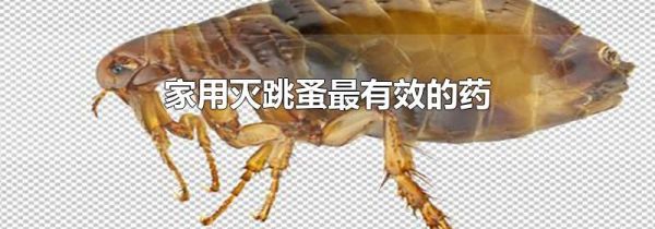 家用灭跳蚤最有效的药