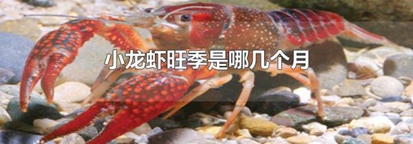 小龙虾旺季是哪几个月