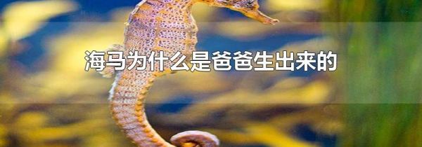 海马为什么是爸爸生出来的