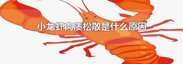 小龙虾肉质松散是什么原因