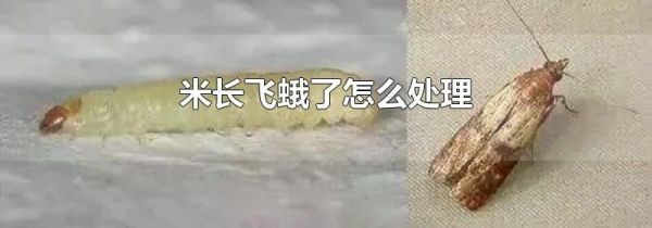米长飞蛾了怎么处理