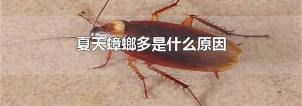 夏天蟑螂多是什么原因