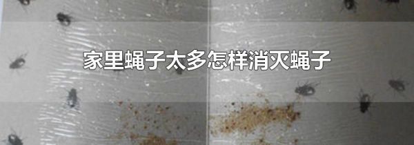 家里蝇子太多怎样消灭蝇子