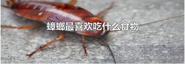 蟑螂最喜欢吃什么食物