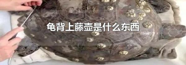 龟背上藤壶是什么东西