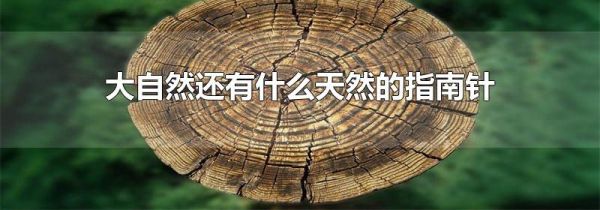 大自然还有什么天然的指南针