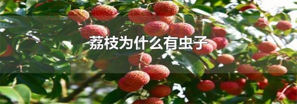 荔枝为什么有虫子