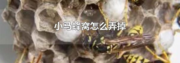 小马蜂窝怎么弄掉