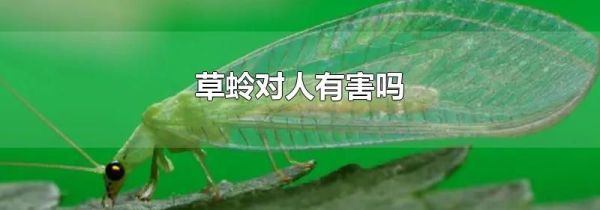 草蛉对人有害吗
