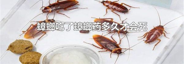 蟑螂吃了蟑螂药多久才会死