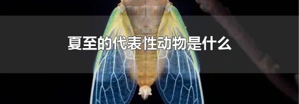 夏至的代表性动物是什么