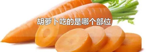 胡萝卜吃的是哪个部位