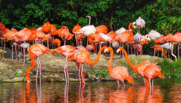 火烈鸟的羽毛为什么是红色的 火烈鸟的红色羽毛的由来是什么