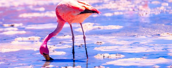 火烈鸟的羽毛为什么是红色的 火烈鸟的红色羽毛的由来是什么