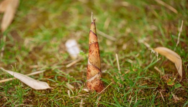 竹笋属于碳水还是蔬菜 竹笋属于碳水化合物吗