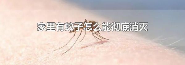 家里有蚊子怎么能彻底消灭