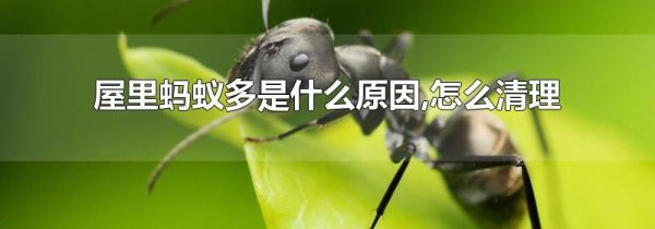 屋里蚂蚁多是什么原因,怎么清理