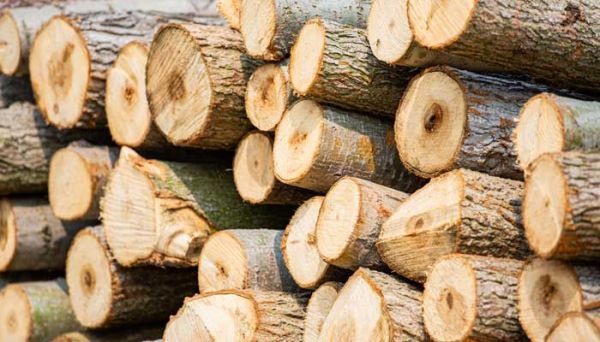 虎斑木家具的优缺点 虎斑木家具有哪些优缺点