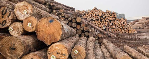 虎斑木家具的优缺点 虎斑木家具有哪些优缺点