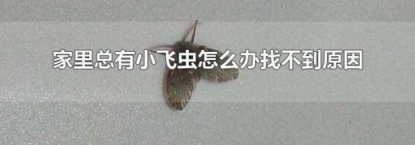 家里总有小飞虫怎么办找不到原因
