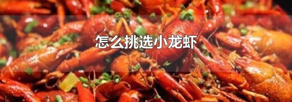 怎么挑选小龙虾
