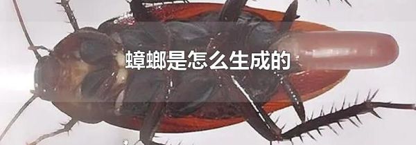 蟑螂是怎么生成的