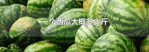 一个西瓜大概多少斤