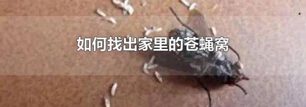 如何找出家里的苍蝇窝
