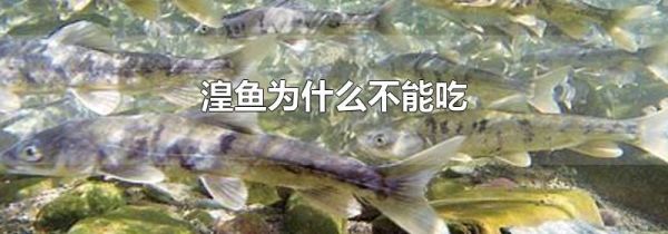 湟鱼为什么不能吃
