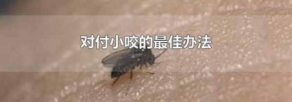 对付小咬的最佳办法