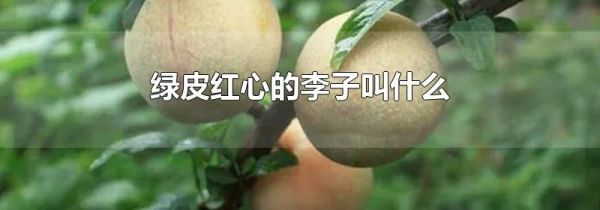 绿皮红心的李子叫什么