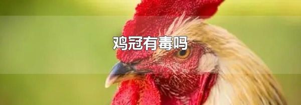 鸡冠有毒吗