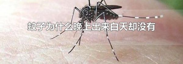 蚊子为什么晚上出来白天却没有