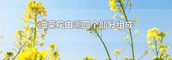 油菜花由哪四个部分组成